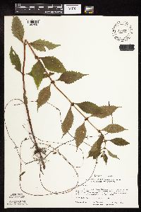 Lycopus virginicus image