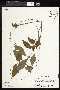 Lycopus virginicus image