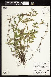 Lycopus virginicus image