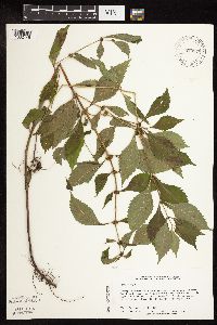 Lycopus virginicus image