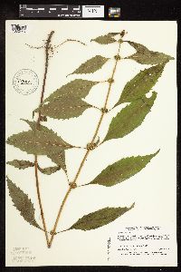 Lycopus virginicus image