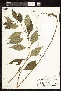 Lycopus virginicus image