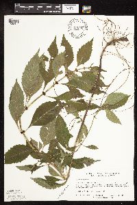 Lycopus virginicus image