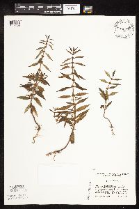 Lycopus virginicus image