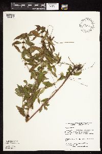 Lycopus virginicus image