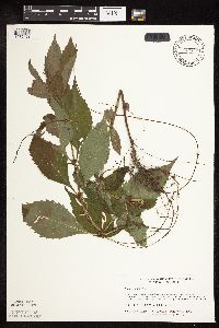 Lycopus virginicus image