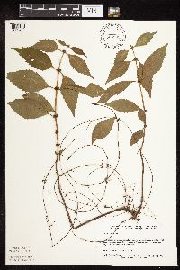 Lycopus virginicus image