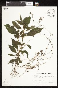 Lycopus virginicus image