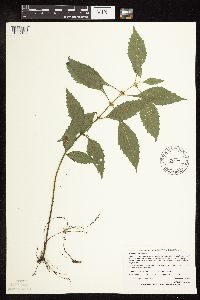 Lycopus virginicus image