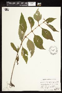 Lycopus virginicus image