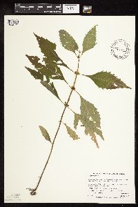 Lycopus virginicus image