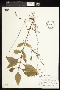 Lycopus virginicus image