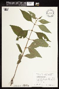 Lycopus virginicus image