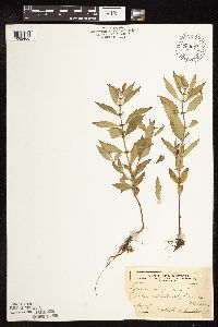 Lycopus virginicus image