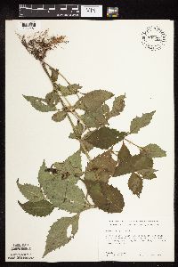 Lycopus virginicus image