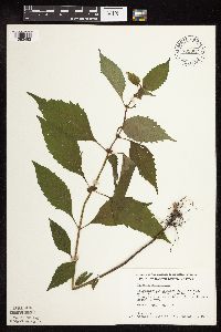 Lycopus virginicus image