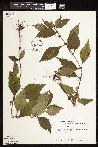 Lycopus virginicus image