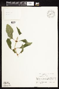 Lycopus virginicus image