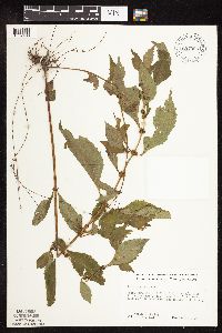 Lycopus virginicus image