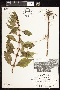 Lycopus virginicus image