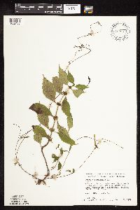 Lycopus virginicus image