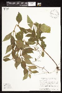 Lycopus virginicus image