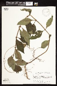 Lycopus virginicus image