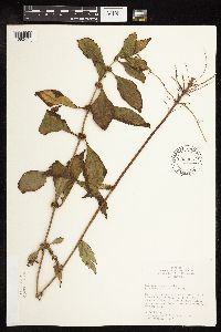 Lycopus virginicus image