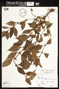 Image of Lycopus virginicus