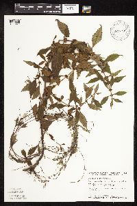 Lycopus virginicus image