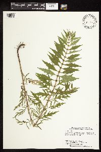 Lycopus virginicus image