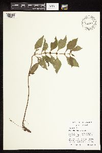 Lycopus virginicus image