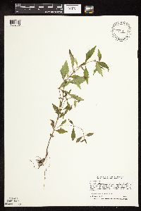 Lycopus virginicus image