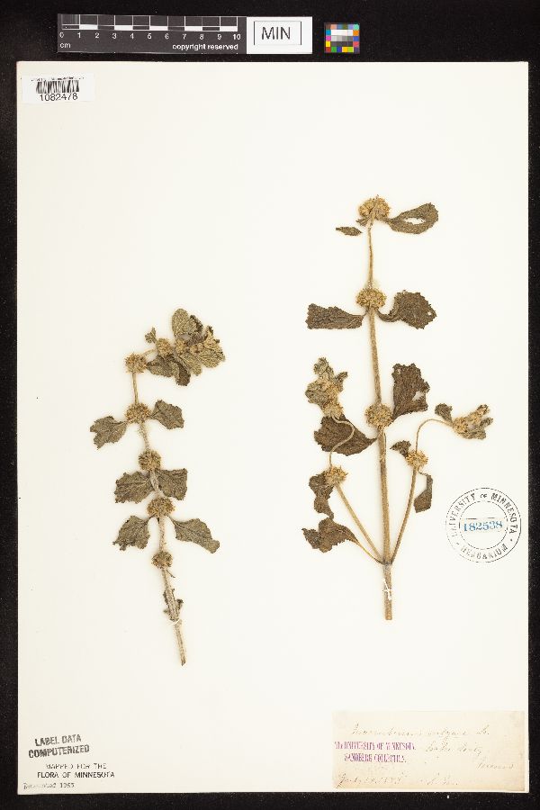 Marrubium vulgare image