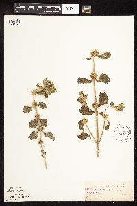 Image Associated With the Occurrence