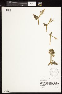 Botrychium michiganense image
