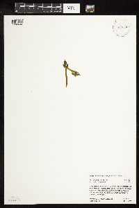 Botrychium michiganense image