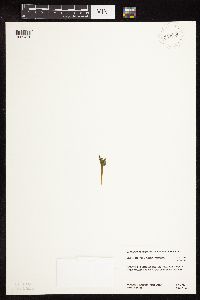 Botrychium michiganense image