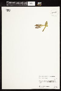 Botrychium michiganense image