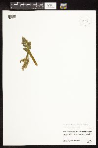 Botrychium michiganense image