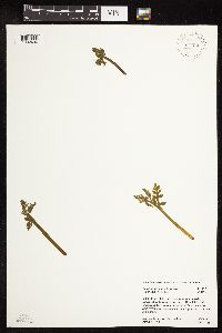 Botrychium michiganense image