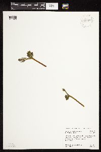 Botrychium michiganense image