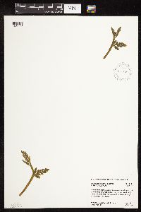 Botrychium michiganense image