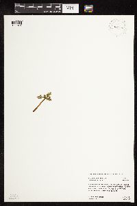 Botrychium michiganense image