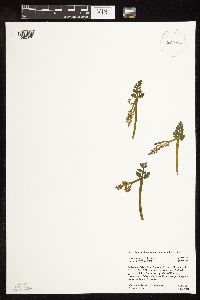 Botrychium michiganense image