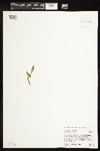 Botrychium michiganense image