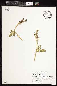 Botrychium michiganense image