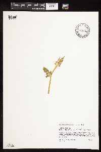Botrychium michiganense image