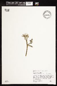 Botrychium michiganense image