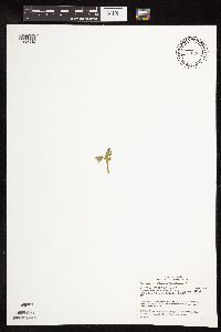 Botrychium michiganense image
